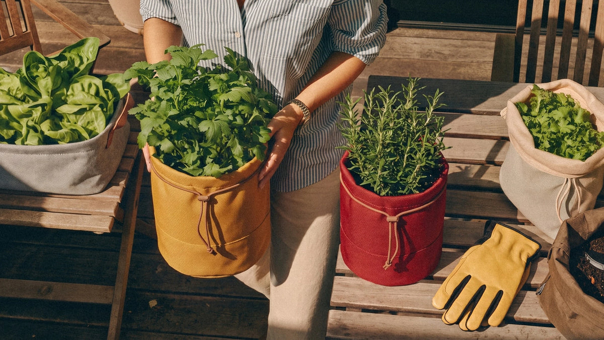 Growing Herbs in Bags: No Yard Required