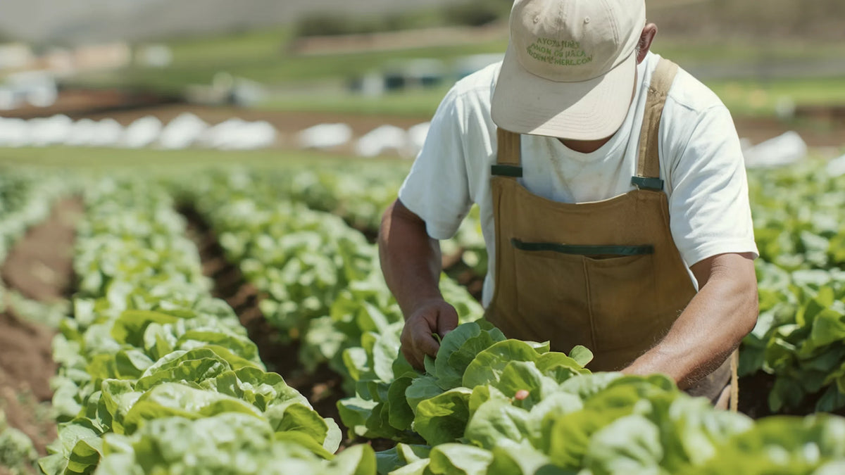 What It Takes To Grow a Head of Lettuce