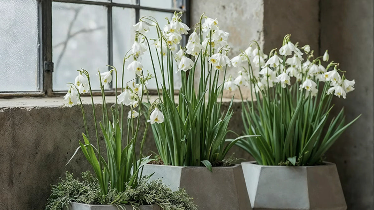 Bringing Bulbs Indoors Before the Thaw