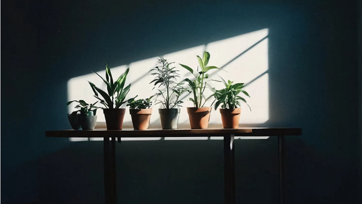 Plants and the Light That Finds Them