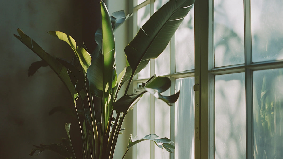 The Quiet Drama of a Single Leaf