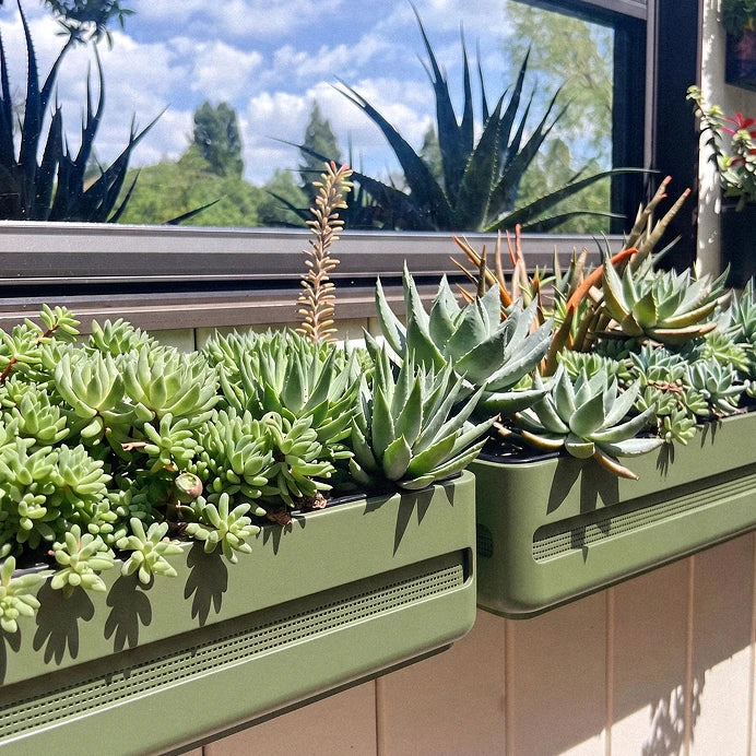 Window Boxes